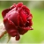 شادی