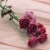 داریوش / darush