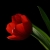 سپیده