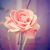 ~Mohamm@d~ / skadran