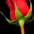 اقا حسن م.م ( مرده .مهربان)