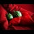 navid / dr_navid_md