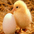 ارزش افزوده / arzesheafzoodeh