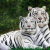 Mohsen0123 / Mohsen0123