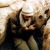 عاشق شهادت / reza214