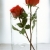 Samine / samii