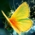 Milad Butterfly / Milad-Butterfly