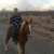 kazem afshar / kazi4487
