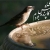 دلداده