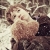 narges