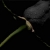 مادیس / madis