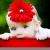 sajad nz