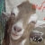 محمد رضا / mra