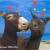 یاسمن / yasaman_lotfi