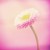 ◆ گـلنـار / GoOLnaR